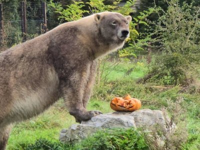 Les ours polaires en mode fête de la citrouille. - CERZA