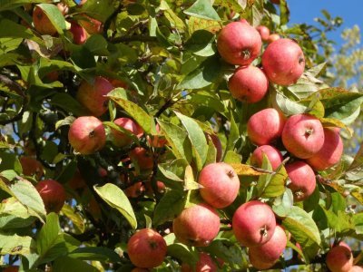 Les fameuses pommes à cidre.