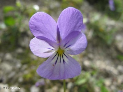 Une violette de Rouen.