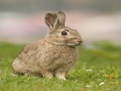 Lapin de garenne.