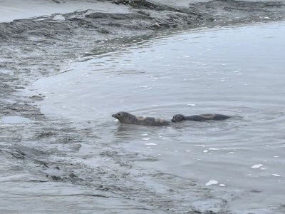 Les petits bébés retournent à la mer. - Julien Avril / Réseau national échouages