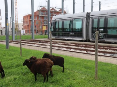 Des moutons résident au CEMT de Fleury-sur-Orne, et s'occupent de tondre la pelouse !