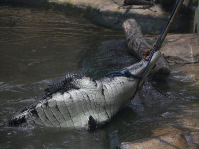 Pas évident pour l'équipe de Biotropica de placer correctement les cordes autour du cou des crocodiles. Ils doivent faire preuve de patience et de persévérance, car ces animaux s'agitent et se débattent en utilisant toute leur force.