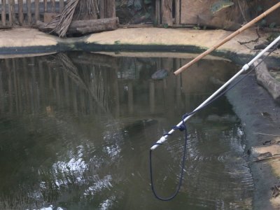 Pour attraper les crocodiles, les soigneurs utilisent des cordes et des lassos, mais encore faut-il les repérer. Pour ce faire, ils utilisent des bâtons qu'ils placent dans l'eau pour faire bouger les crocodiles.