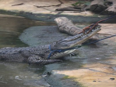 Le mâle nommé Léon était le premier crocodile à être attrapé, car plus costaud que les femelles. Et cela n'a pas été simple de placer les cordes autour de son cou et de son museau pour tenter de le faire sortir de l'eau.