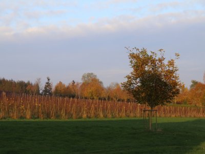 Protégée par la Suisse normande qui bloque les nuages, la région enregistre une pluviométrie faible, avec 600mm d'eau par an, soit 25% de moins qu'à Caen. Autant d'éléments qui permettent à cette vigne de prospérer.