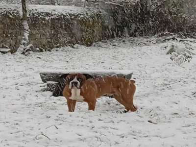 Domfront en Poiraie (Orne) sous la neige. - Stéphanie Amiot