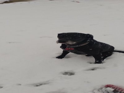 Balcky, assis dans la neige à Ricarville.