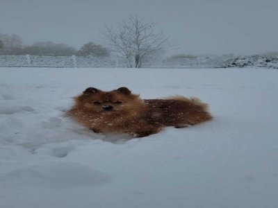 Saiko sous la neige. - Manon Laigneau