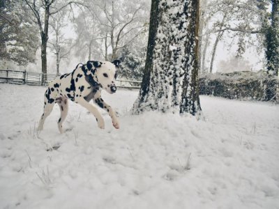 Vegas le dalmatien qui joue au Havre.  - Préscilla Soyris