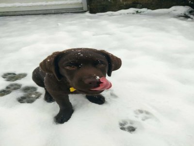 Vulcain première neige 3 mois à Bricquebec-en-Cotentin. Il a adoré. - Stéphanie Tillard