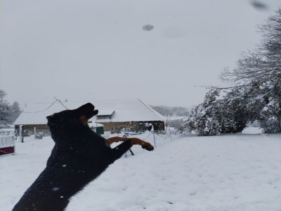 Darkrone qui chasse les boules de neige à Percy en Normandie.