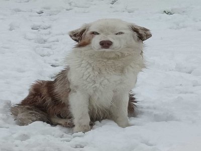 Fille, qui semble presque blasée de la neige à Thue et Mue. - Marie Anne Bon