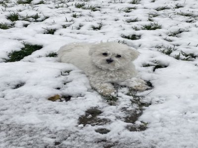 Lokum, aux Jardins Suspendus du Havre qui profite d'une petite pause dans la neige.