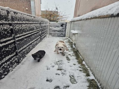 Morito et Raven à Sanvic au Havre.