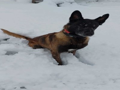 Mayor, qui semble apprécier la couche de neige de La Frenaye.