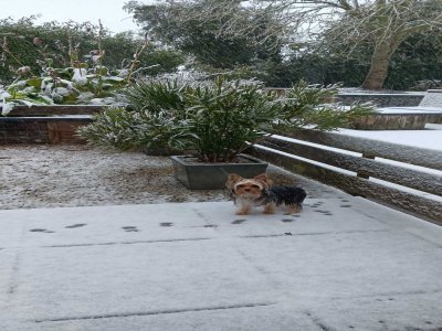 Première neige pour Vaia au Breuil en Bessin. - Jennyfer Leconte