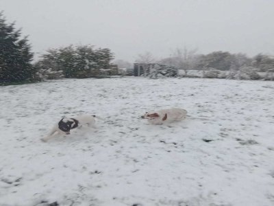 Teddy et Olaf qui jouent à chat... ou plutot à chien dans la neige à Montviron. - Aurélie Lejeune