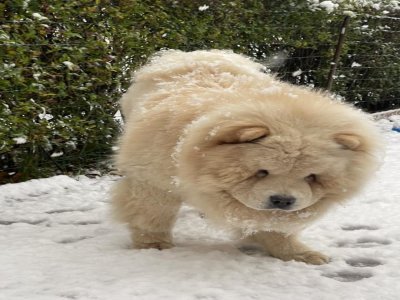 Paco et ses premières neiges à Saint-Lô ! - Nyfa Gelepa