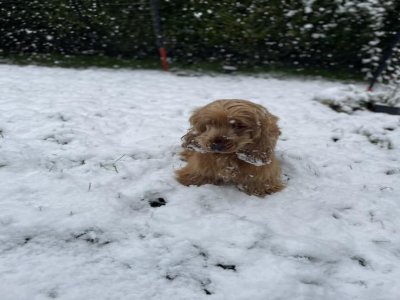 Uméa et ses premières neiges en Seine-Maritime. - Virgnie Hebert