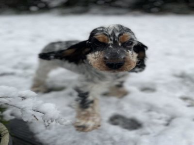 Viny première sortie sous la neige aussi. - Virgnie Hebert