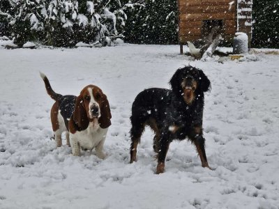 Ty huguette et Lilo à Saint-Germain-sur-Sèves. - Charlotte Lechanoine