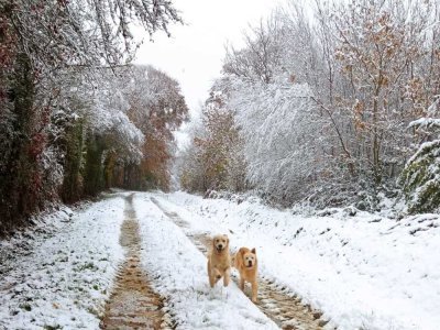 Player et Volko qui semblent apprécier la balade hivernale à Le Vrétot. - dydy durand