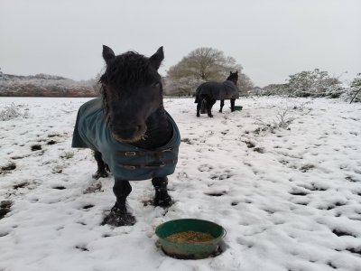 Les chevaux de Grémonville sont aussi couverts pour affronter le froid ! - Manu Mullot