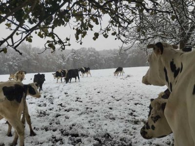 Les vaches normandes de la Sauvagère des Monts d'Andaine ne sont pas habituées à cette température. - Maite Monjardez