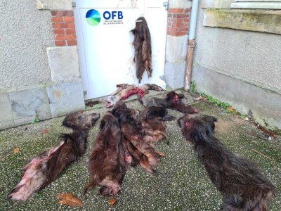 Des carcasses de sangliers et de renards ont été déposées devant le siège et sur le tas de terre. "Ce sont des nuisibles, comme l'OFB", glisse un agriculteur.