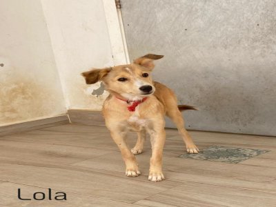 Lola. - Le refuge des orphelins