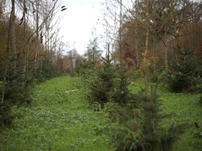 Aujourd'hui on compte entre 10 000 et 15 000 sapins sur l'exploitation