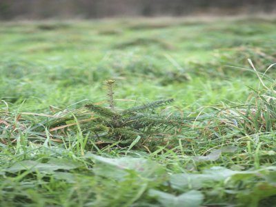 Quand elles arrivent sur les parcelles, les jeunes pousses d'environ 2 ans mesurent à peine plus de 30cm. Elles devront encore pousser sept ans en moyenne pour atteindre la taille d'un sapin de Noël.