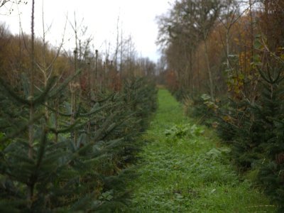 Tout a commencé en 2020 lorsque Rudy Ruffel a planté 5 000 sapins sur les anciennes parcelles de sa grand-mère à Yvetot-Bocage.