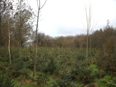 "Les moutons sont chargés de l'entretien du terrain. Les machines peuvent difficilement passer entre les rangs sans abîmer les arbres."