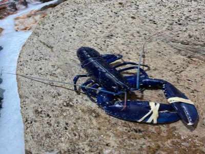 La couleur bleue de l'animal serait due à un défaut de pigment orange, une anomalie génétique. - Poissonnerie Au Vivier - Cherbourg