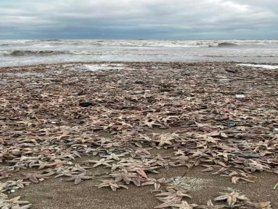 Des étoiles de mer à perte de vue ! - Martine Bion Haslam