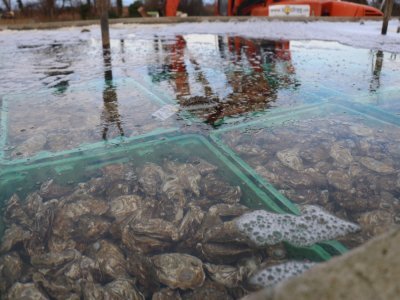 C'est dans ce bassin de purification que sont entreposées les huîtres afin de les rendre propres à la consommation.