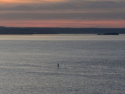 Les dauphins, stars discrètes de la soirée. - Christine Adam