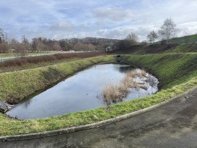 C'est en voulant rejoindre leur lieu de reproduction que les crapauds sont victimes de la route. - La Cépée