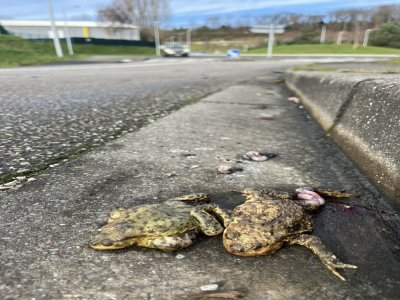 Pour sauver les crapauds, des bâches et des seaux vont être installés. - La Cépée