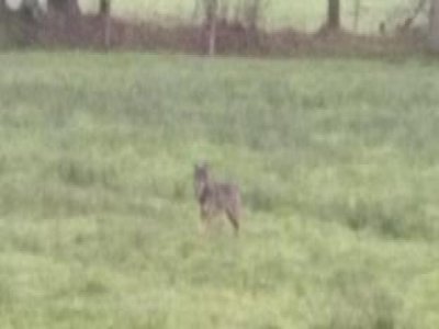 La photo reçue par l'Office français de la biodiversité du potentiel loup aperçu dans l'Orne, près de Domfront fin 2024. - OFB