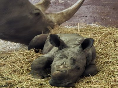 Voici le bébé rhinocéros né récemment au zoo ! - Cerza