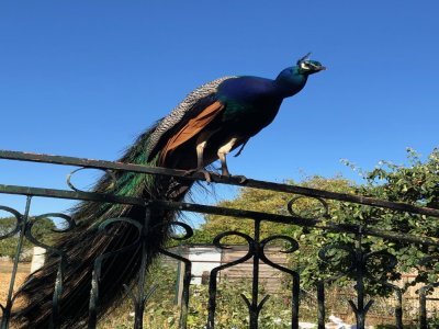 Les animaux du parc de la Maison de Troarn "offrent une vision très rassurante aux enfants". - OND