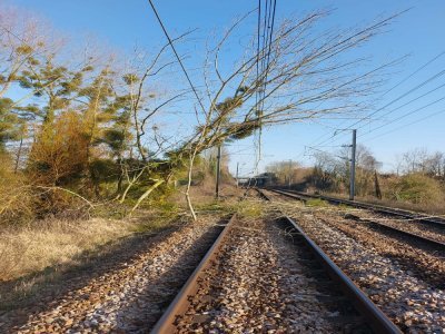 Plus tard dans l'après-midi, un arbre est tombé sur les voies, générant un défaut d'alimentation en électricité et de nombreuses perturbations entre Caen et Lisieux. 