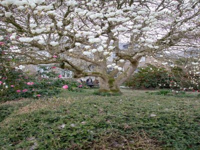 Un magnolia a aussi été labellisé.