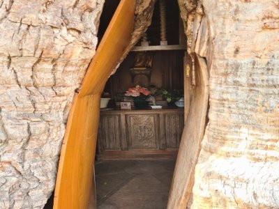 Le tronc du chêne millénaire abrite deux chapelles.