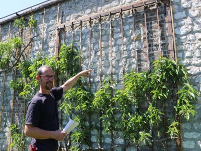 5. Les pêchers
Dans le verger du Jardin des plantes, les équipes sur place utilisent plusieurs méthodes pour embellir le lieu comme la palmette à la diable, une technique pour conduire les arbres fruitiers le long d'un mur, ici des pêchers.