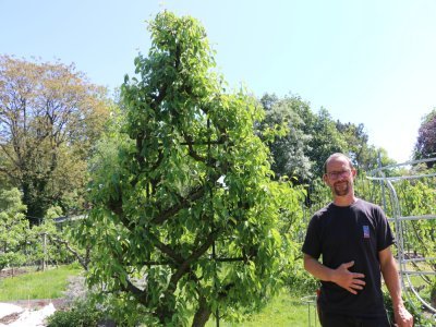 2. Les poiriers du verger
Les quatre branches principales de ce poirier ont été incitées à pousser sur une structure métallique pour dessiner une forme complexe typique du savoir-faire français. Il est taillé l'hiver et l'été pour optimiser les fruits.