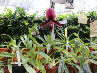 3. Les orchidées
A Rouen, les orchidées ont été installées dans des serres car elles ont besoin de chaleur et d'humidité et sont trop fragiles pour rester dehors. Pour prospérer, les températures ne doivent pas aller sous les 10°C.